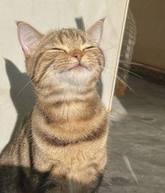 a cat sitting on the ground with its eyes closed and it's head up