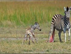 two zebras standing next to each other in the grass