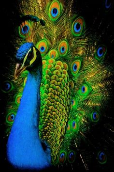 a peacock with its feathers spread out