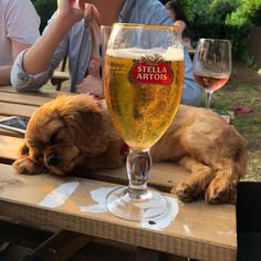 a dog laying down next to a glass of beer on a wooden table with people in the background