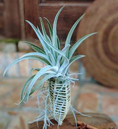 an air plant sitting on top of a wooden block