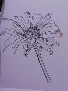 a drawing of a single flower on paper