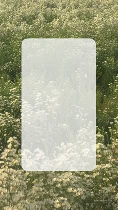 a field full of white flowers with a square frame over the top that says,