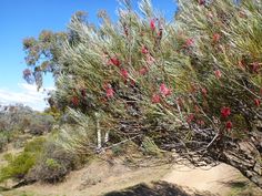 a bush with red flowers on it in the desert