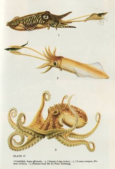 an octopus, squid, and fish are depicted in this antique print from the 19th century