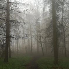 a path in the middle of a forest on a foggy day