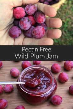 a hand holding a jar of plum jam with the words pectin free wild plum jam