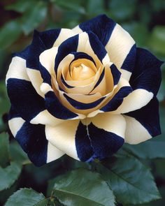 a blue and white flower with green leaves