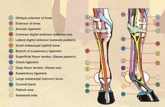 diagram of the human leg and foot with labels on each side, labeled in different languages