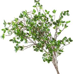 a small bush with green leaves on it