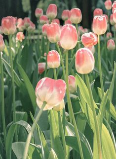 pink and white tulips are blooming in the sun