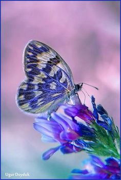 a butterfly sitting on top of a purple flower