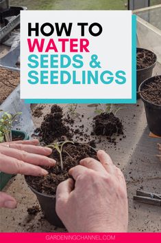 someone is planting seeds and seedlings in their garden with text overlay that reads how to water seeds & seedlings