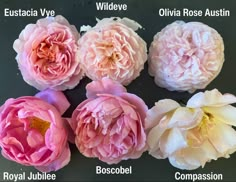 four different types of flowers are shown in this image, with the names below them