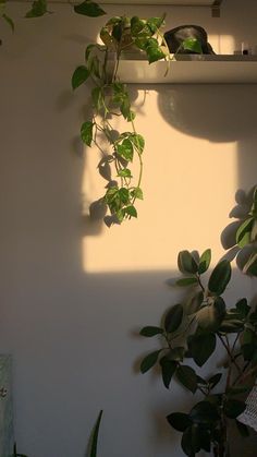 a potted plant sitting next to a white wall