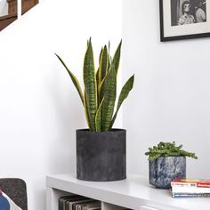 a potted plant sitting on top of a white table next to a book shelf