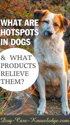 a brown and white dog sitting on top of a dirt field next to trees with the words what are hotspots in dogs?