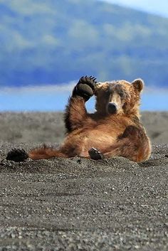 a brown bear laying on its back with the caption mabend freunde