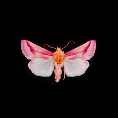 a pink and white moth with orange markings on it's back wings, against a black background