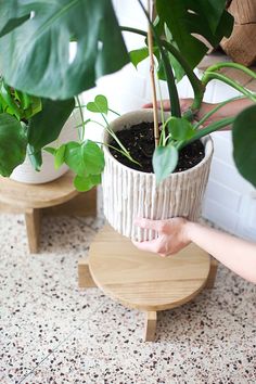 a person holding a potted plant on top of a wooden stand