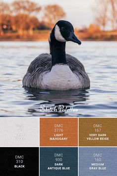 a duck floating on top of a lake next to a bunch of watercolor swatches