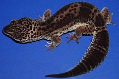 an image of two geckos that are on the blue background together and one is looking at the camera