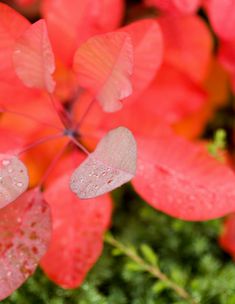 some pink flowers with water droplets on them