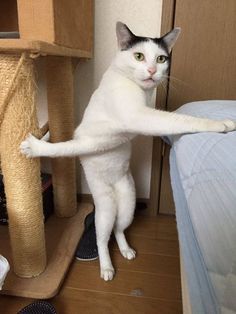 a white cat standing on its hind legs in front of a scratching post and looking at the camera