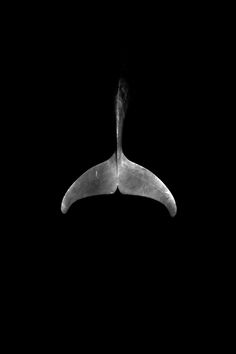 a black and white photo of an animal's tail in the night sky,