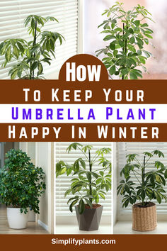 how to keep your umbrella plant happy in winter