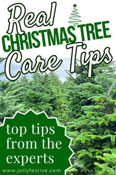 trees with the words real christmas tree care tips top tips from the experts on it