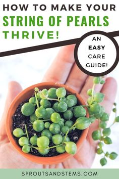 a hand holding a small potted plant with the text how to make your string of pearls thive an easy care guide