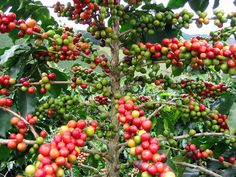 the fruit is growing on the tree in the field near many other trees and bushes