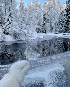 a polar bear is looking at a frozen lake in the woods with snow on it