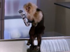 a monkey holding a robot in its paws