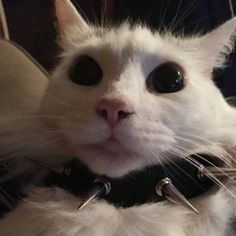 a white cat with black collar and spikes on it's neck looking at the camera