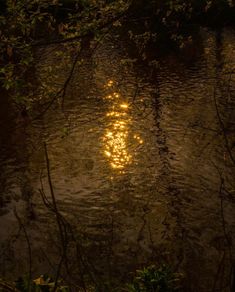 the sun is shining through the trees over the water in the river at night time