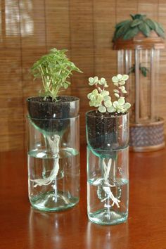 two glass vases with plants in them sitting on a wooden table next to each other