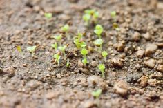 small plants sprouting from the ground in dirt