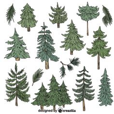 the different types of pine trees are shown in this drawing technique, which is easy to draw