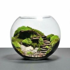 Mini Jardin Zen, Jar Garden, Taman Air, Miniature Terrarium, Mini Gardens, Mini Terrarium, Moss Terrarium, Moss Garden