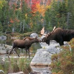 two moose standing next to each other near water