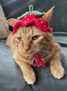 an orange cat wearing a strawberry hat on top of it's head sitting on a couch