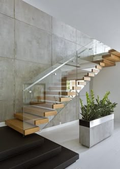 there is a plant and some stairs in the house with glass railings on each side