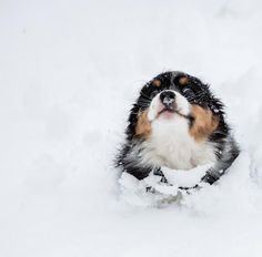 a dog is playing in the snow with his mouth open and eyes wide open as he looks up