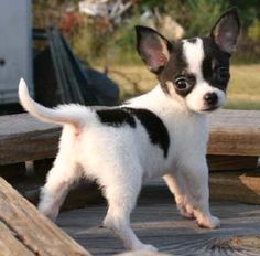 a small black and white dog standing on top of a wooden deck