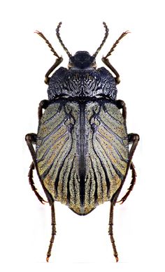 a large bug with long antennae on it's back legs, sitting in front of a white background