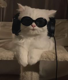 Cat Gatos Cool, Music Cover Photos, Cat Profile, Funny Cat Wallpaper, Silly Cats Pictures, Cute Cat Wallpaper, Cute Cats Photos, Cat Icon, Cat Aesthetic