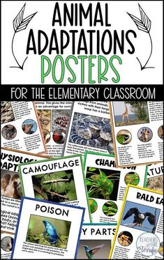 an animal poster for the elementary classroom with pictures of different animals and their names on it