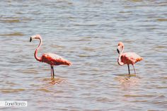 two flamingos standing in the water near each other